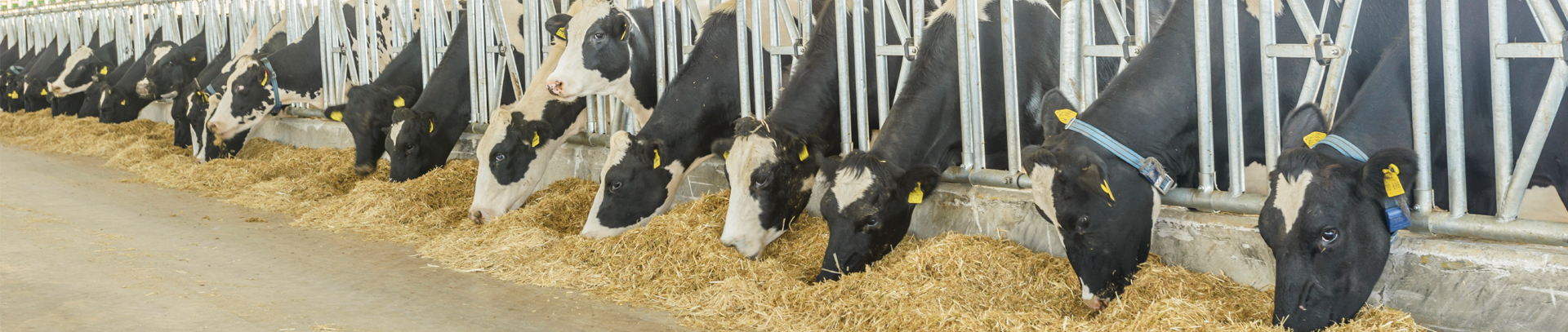Dairy Farm Operating Trends